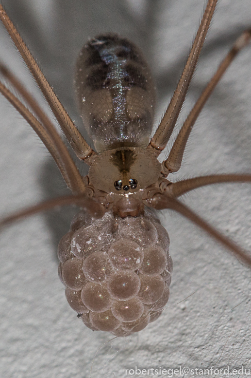 cellar spider